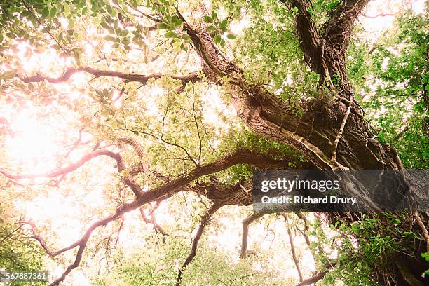 mutant oak tree - english oak stock pictures, royalty-free photos & images