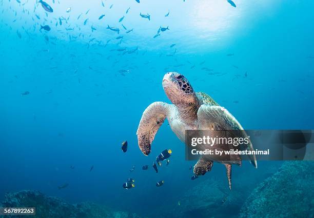 turtle being cleaned - galapagos stockfoto's en -beelden