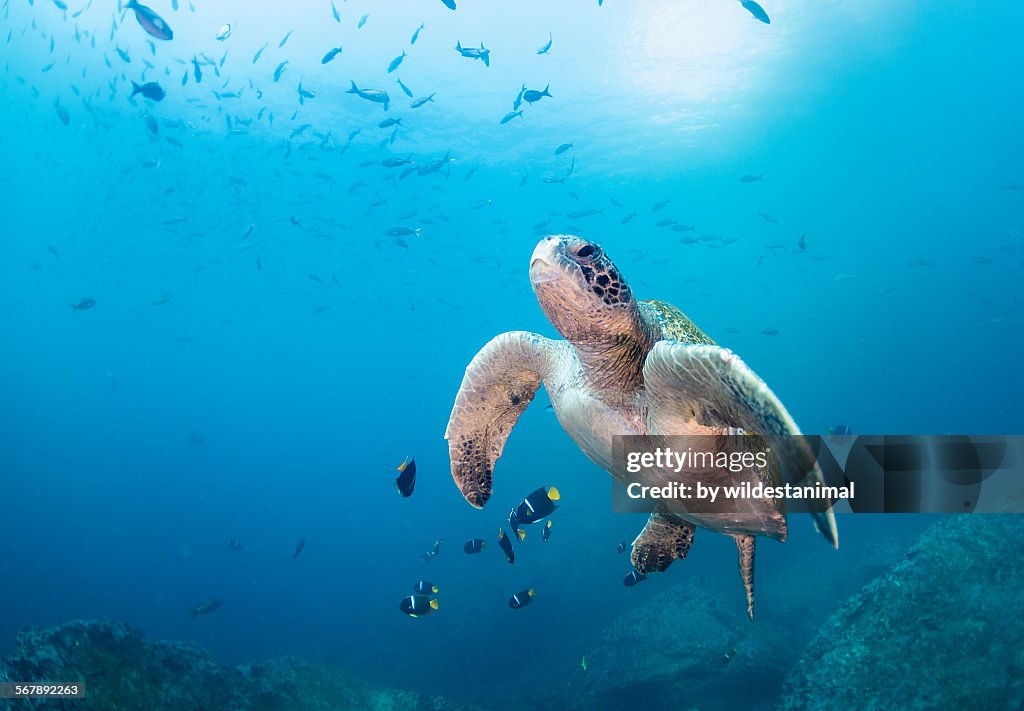 Turtle Getting Its Shell Clean Turtle Being Cleaned High-Res Stock Photo - Getty Images