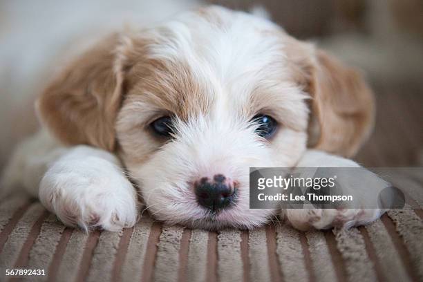cavashon puppy - carino foto e immagini stock