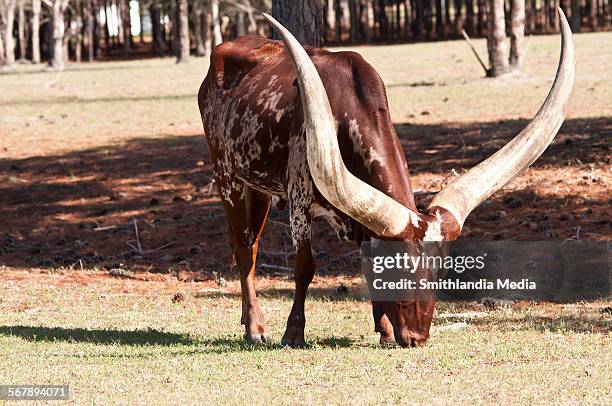 ankole-watusi grazing - ankole cattle stock pictures, royalty-free photos & images