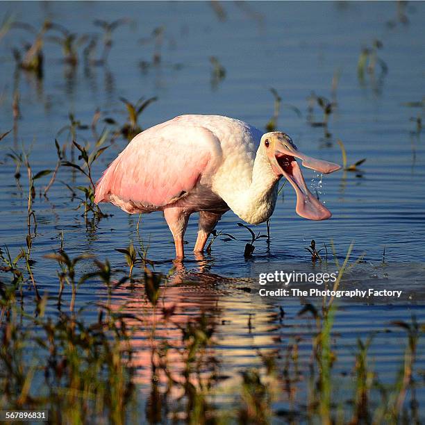 roseate spoonbill (platalea ajaja) - platalea ajaja stock pictures, royalty-free photos & images