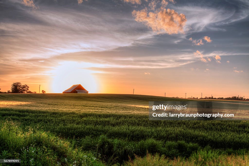 Barn in a Wheatfield