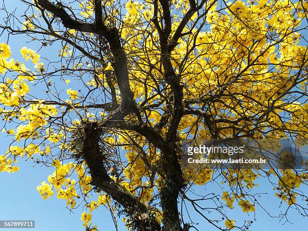 golden trumpet tree. - amarelo fotografías e imágenes de stock