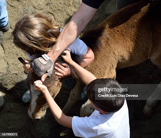 rapa das bestas in sabucedo, spain - flehmen behaviour stock pictures, royalty-free photos & images