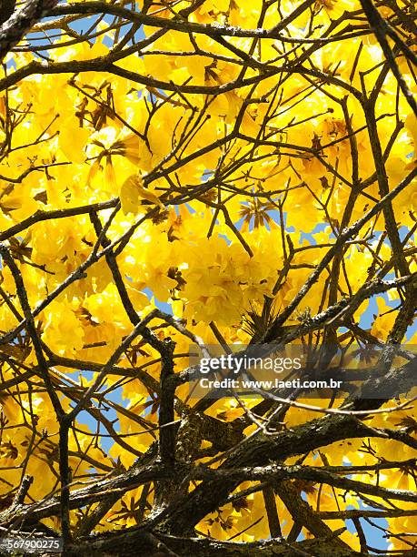 golden trumpet tree. - amarelo stock pictures, royalty-free photos & images
