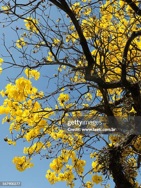 golden trumpet tree - amarelo stock pictures, royalty-free photos & images