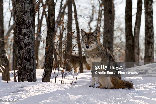 timber wolf - wolf paw stock pictures, royalty-free photos & images