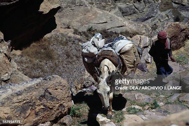 Young farmer with his donkey near Shibam, Yemen.