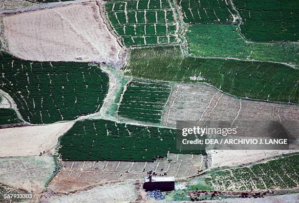 Cultivated fields, Shibam valley, Yemen.