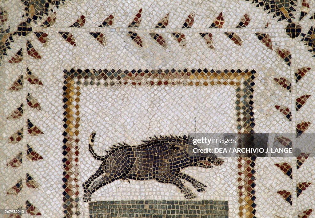 Boar, from the mosaic of Diana the Huntress...