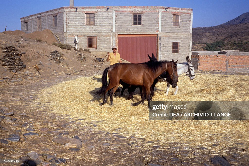 Farmer threshing with a horse and donkey, Abla...