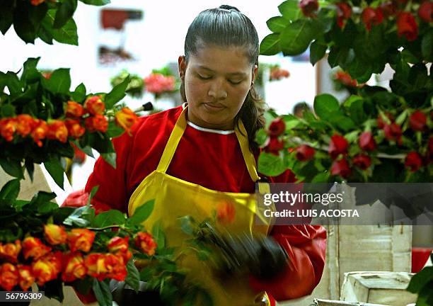 Flores de Colombia dan la vuelta al mundo para San Valentin" Una empleada de un plantacion de flores controla la calidad de rosas para su...