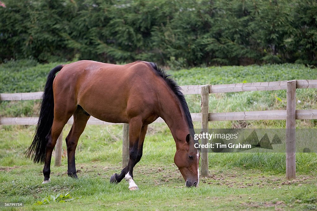 Bay Horse Grazing, Oxfordshire, UK
