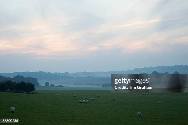 Free-range sheep grazing in the mist on the Berkshire Downs at Sheepdrove Organic Farm, Lambourn, England.