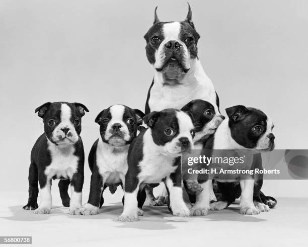 1950s: Boston terrier with litter of five week old puppies.