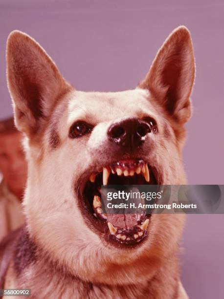 1950s: German Shepherd guard dog snarling.