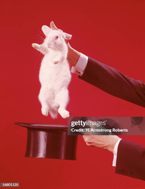 490 Magic Rabbit Hat Stock Photos, High-Res Pictures, and Images ...