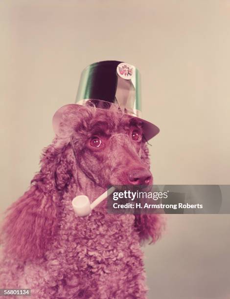 1960s: Poodle dog with pipe in mouth, wearing green paper party hat for St Patrick's Day.