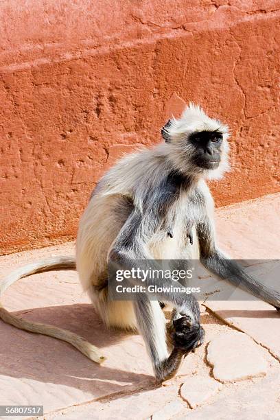 high angle view of a monkey, jaigarh fort, jaipur, rajasthan, india - fuerte jaigarh fotografías e imágenes de stock