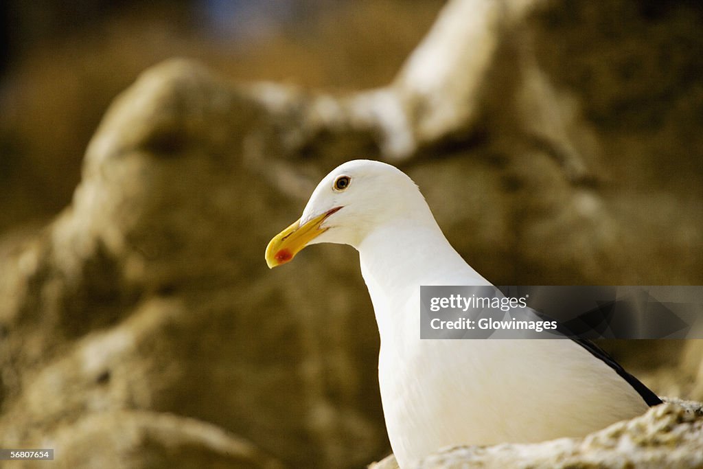 Low angle view of a seagull on a rock, La Jolla, San Diego, California, USA