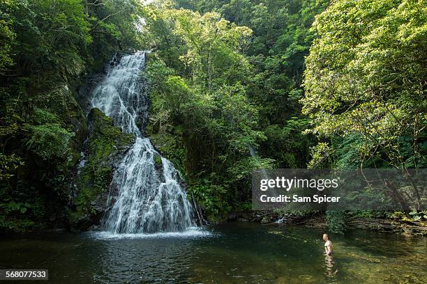 man looking at jungle waterfall - amami stockfoto's en -beelden