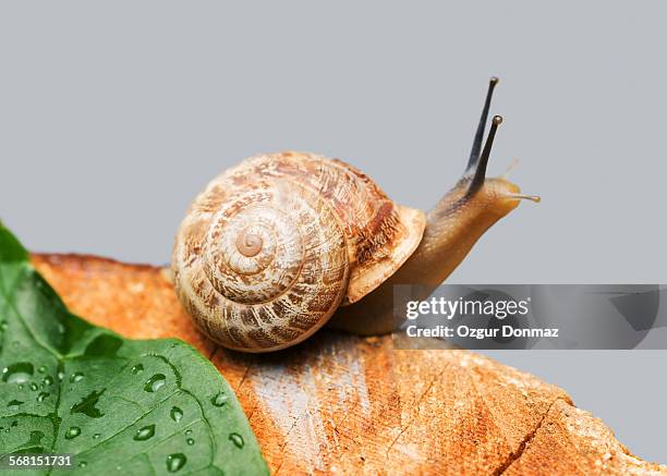 snail on wood, close up - mollusk fotografías e imágenes de stock