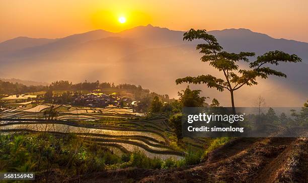 yuanyang rice terraces - paddy fields yunnan stock-fotos und bilder