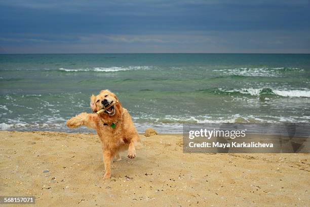 golden retriever dog playing at the beach - varna beach stock pictures, royalty-free photos & images