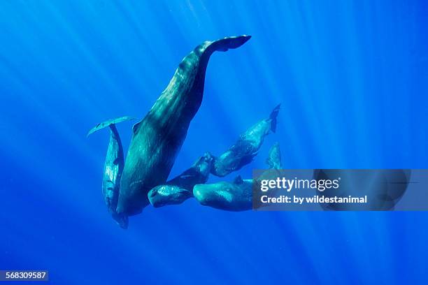 mother and her calves - sperm whale stock pictures, royalty-free photos & images