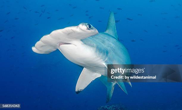 scalloped hammerhead - pacific ocean stock pictures, royalty-free photos & images