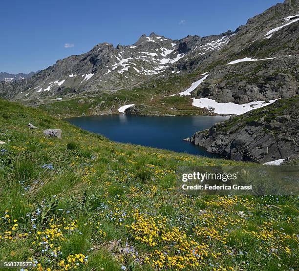 wild flowers at lago scuro, maggia valley, ticino - scuro stock pictures, royalty-free photos & images