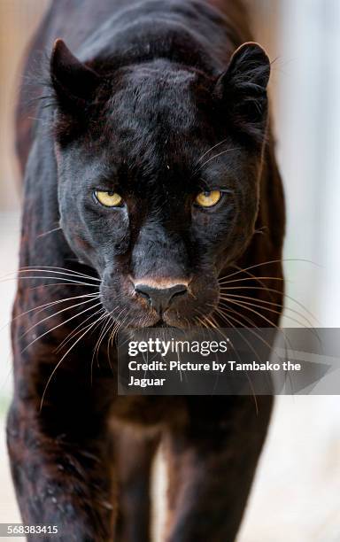 approaching black leopard - black leopard stock pictures, royalty-free photos & images