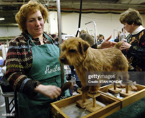 New York, UNITED STATES: Mr. Big, a Norfolk terrier, balances on small supports to improve his ability to stand still, as Lori Pelletier grooms him...