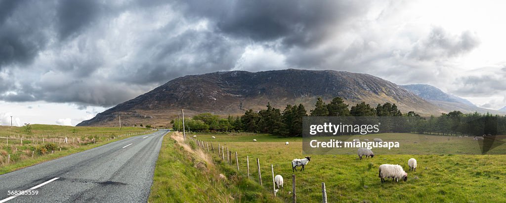 Panorama of sheep grazing in a meadow