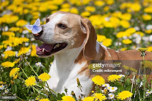 butterfly on a dogs nose - butterfly insect stock pictures, royalty-free photos & images