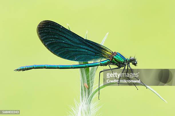 beautiful demoiselle - dragonfly stockfoto's en -beelden