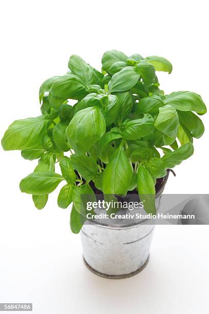 basil in metal pot, elevated view - basil stock-fotos und bilder