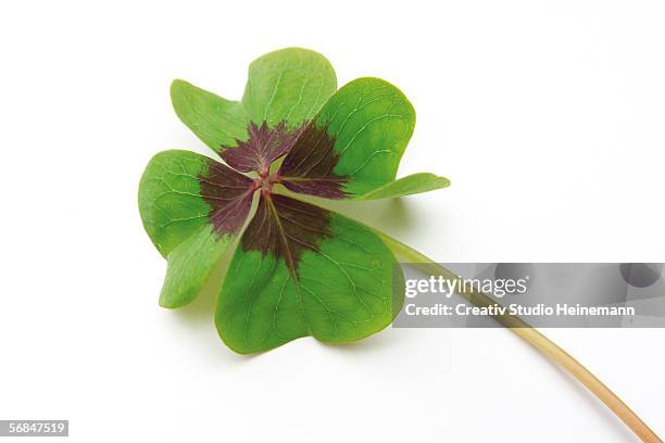 four leaved clover - 4 leaf clover stock pictures, royalty-free photos & images