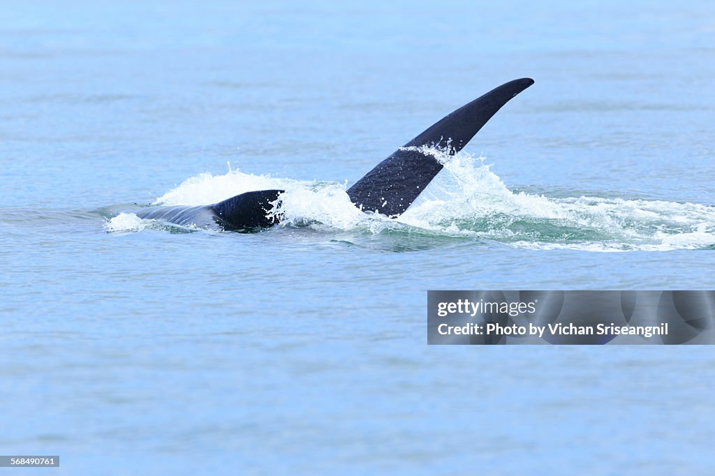 Bryde's whale in gulf of Thailand