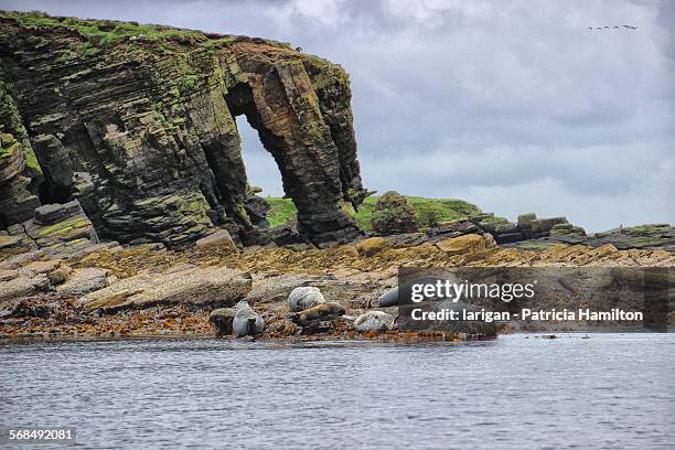 group of grey seals basking on copinsay, orkneys - orkney islands stock pictures, royalty-free photos & images