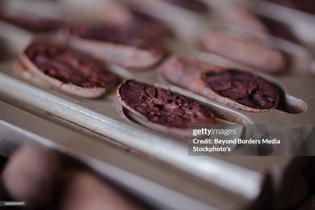 Cacao Bean Sliced open