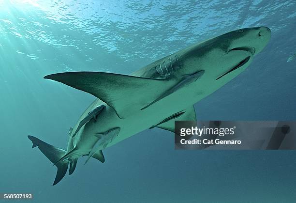 lemon shark - remora fish stock pictures, royalty-free photos & images