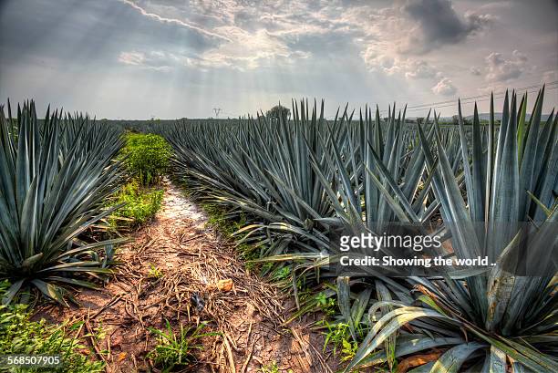 landscape blue agave - tequila stock-fotos und bilder