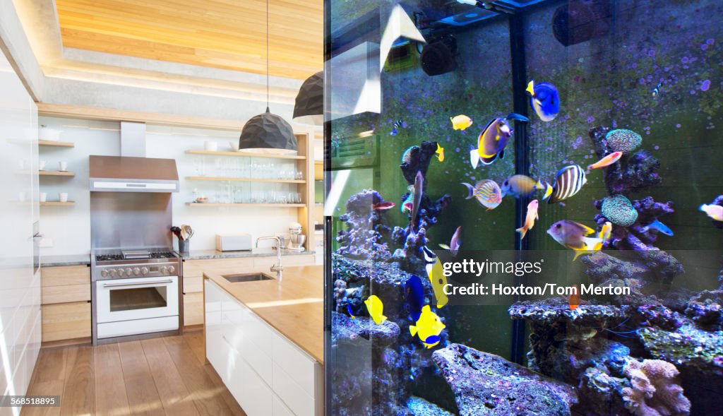 Tropical fish swimming in aquarium outside kitchen