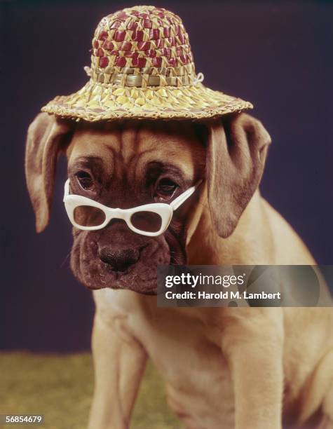 Bullmastiff wearing a straw hat looks distinctly unimpressed over the top of his sunglasses, circa 1955.