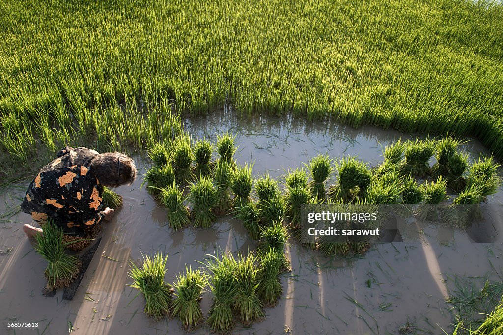 Farming