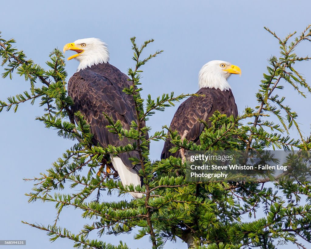 Pair of Eagles in a Tree