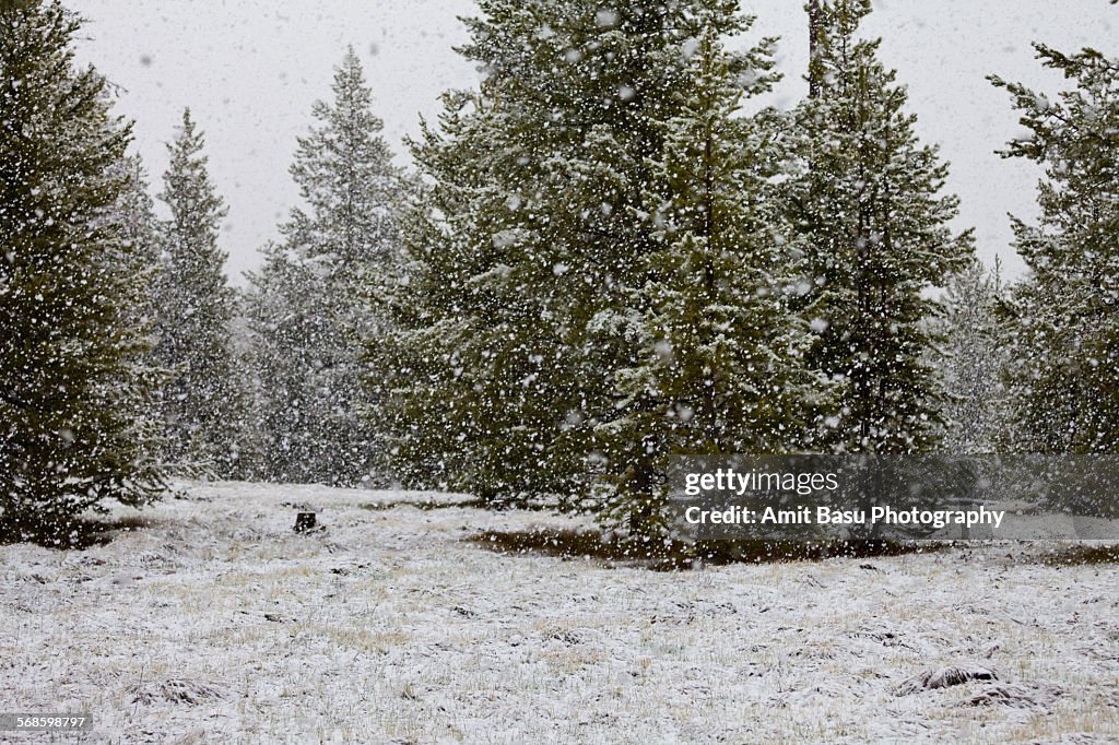 Snowfall at moonlit night, Wyoming