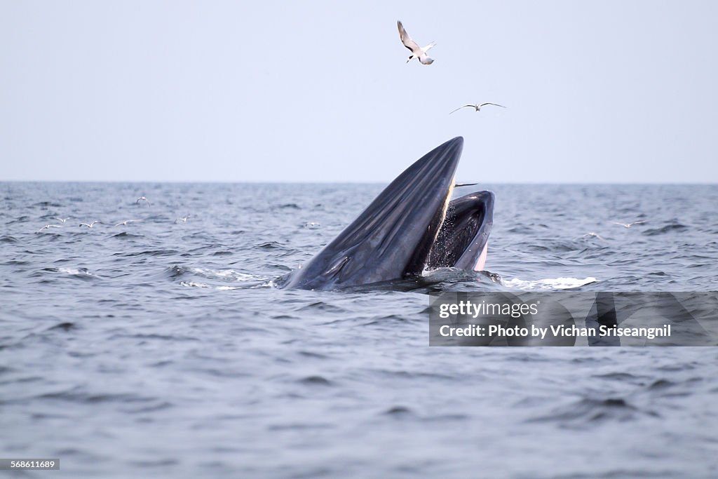 Bryde's whale in gulf of Thailand